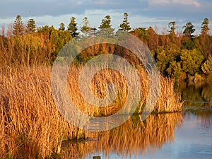 Lake Pertobe Warrnambool Australia