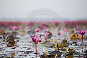 Lake of pink lotus & x28;Sea of red lotus Thailand