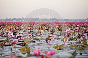 Lake of pink lotus & x28;Sea of red lotus Thailand