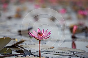 Lake of pink lotus & x28;Sea of red lotus Thailand