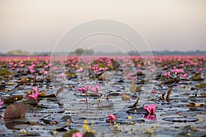 Lake of pink lotus & x28;Sea of red lotus Thailand