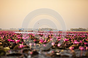 Lake of pink lotus & x28;Sea of red lotus Thailand