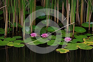 Lake with pink water lilies and reeds