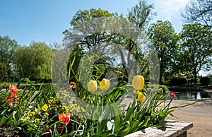 The lake at Pinner Memorial Park, Pinner, Middlesex, UK, photographed on a sunny spring day with tulips in foreground. photo