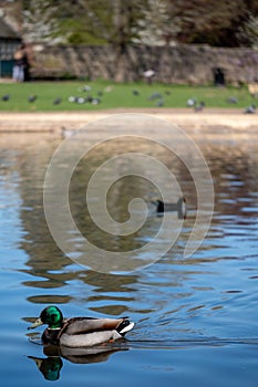 The lake at Pinner Memorial Park, Pinner, Middlesex, UK, photographed on a sunny spring day with duck in foreground.