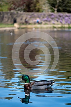 The lake at Pinner Memorial Park, Pinner, Middlesex, UK, photographed on a sunny spring day with duck in foreground.