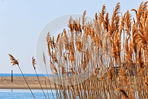 Lake plants