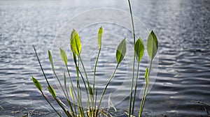 Lake Plants in Lake County Clermont Florida