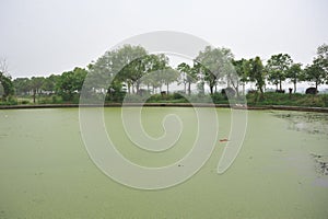 A lake polluted by eutrophication