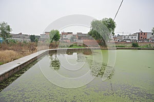 A lake polluted by eutrophication