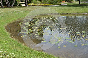 Lake or pond water with floating lily pads