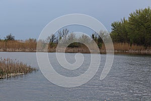 Lake pond water trees spring reeds blue summer ruffle the wind in the sky