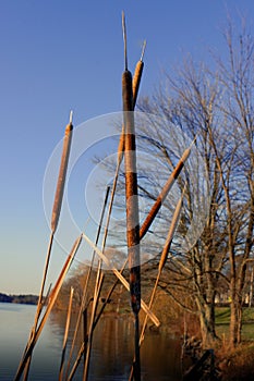 Cattails and reeds at dusk against against Blue Sky