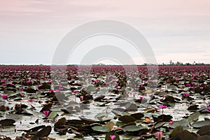 Lake of red lotus at Udonthani Thailand (unseen in Thailand)