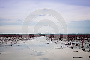 Lake of red lotus at Udonthani Thailand (unseen in Thailand)