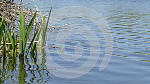 Lake with reed grass , Germany, Europe
