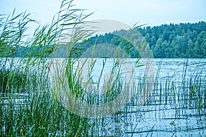 Lake reed. The lake is overgrown.