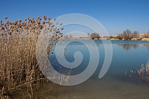 Lake with reed, Puste Ulany, Slovakia