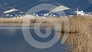 lake with reeds