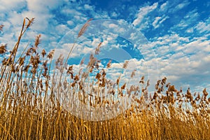 Lake reeds against a background of blue sky with beautiful clouds