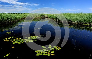 Lake, reeds, blue sky