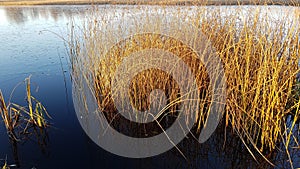 Lake with reeds in late autumn day. a small layer of ice has formed on the water