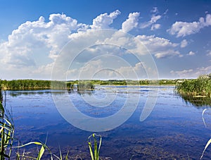 Lake with reeds and water lilies