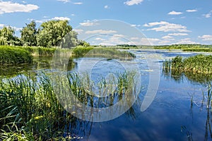 Lake with reeds and water lilies