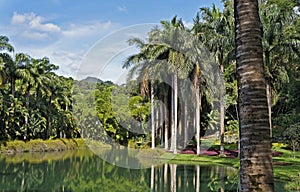 Lake and reflecion of tropical forest in Minas Gerais