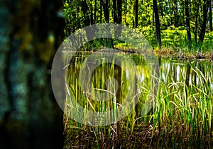 Green reflection over a lake