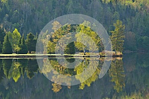 Lake reflection of trees in early Spring