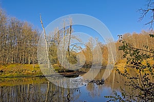 Lake with reflection of trees  on a sunny day in Sonian forest