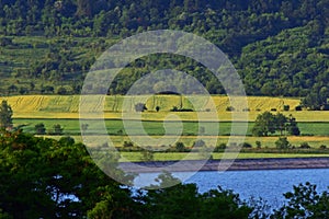 Lake reflection water forest summer fields harvest yellow