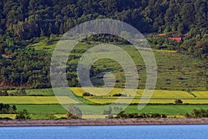 Lake reflection water forest summer fields harvest yellow