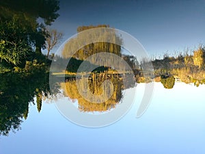Lake reflection of a willow tree