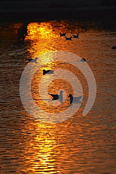 Lake Reflections at Sunset