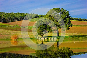 lake reflexion in spring season