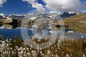 Lake Riffelsee with a cotton field in the foreground, on a mountain Gornergrat, in Switzerland