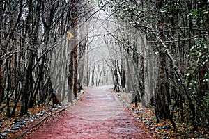 Lake, river and forest view