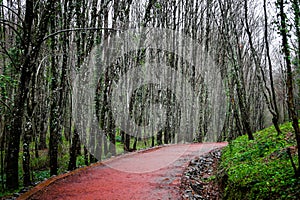 Lake, river and forest view
