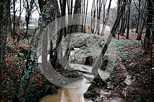 Lake, river and forest view