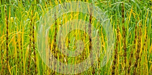 Lake river sedge closeup at autumn. Colorful grass background