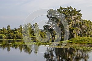 Lake Rousseau at Dunnellon, Florida photo