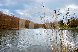 Lake with Rushes