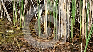 Lake with rushes