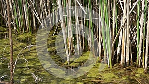 Lake with rushes