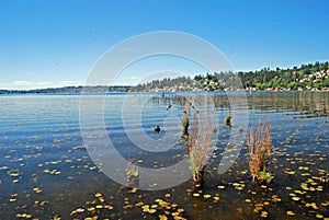 Lake Sammamish