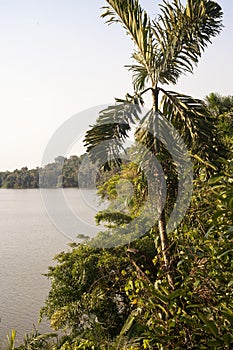 Lake Sandoval with beautiful Mauritian palm trees reflecting on the calm waters of the lake, Tambopata Natural Reserve,