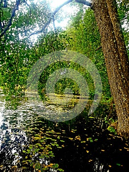 Lake scene at the autumn