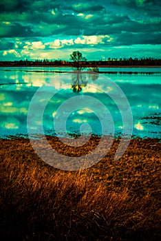 Lake scenery and lonely tree